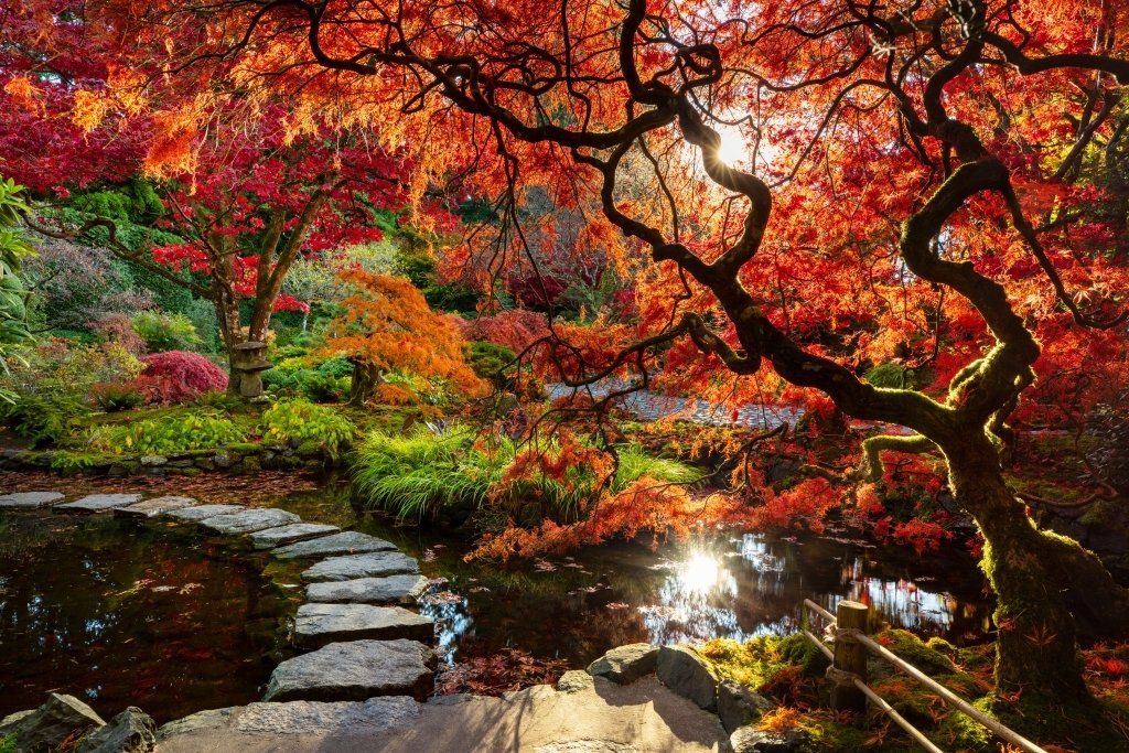 Butchart Japanese Garden in fall