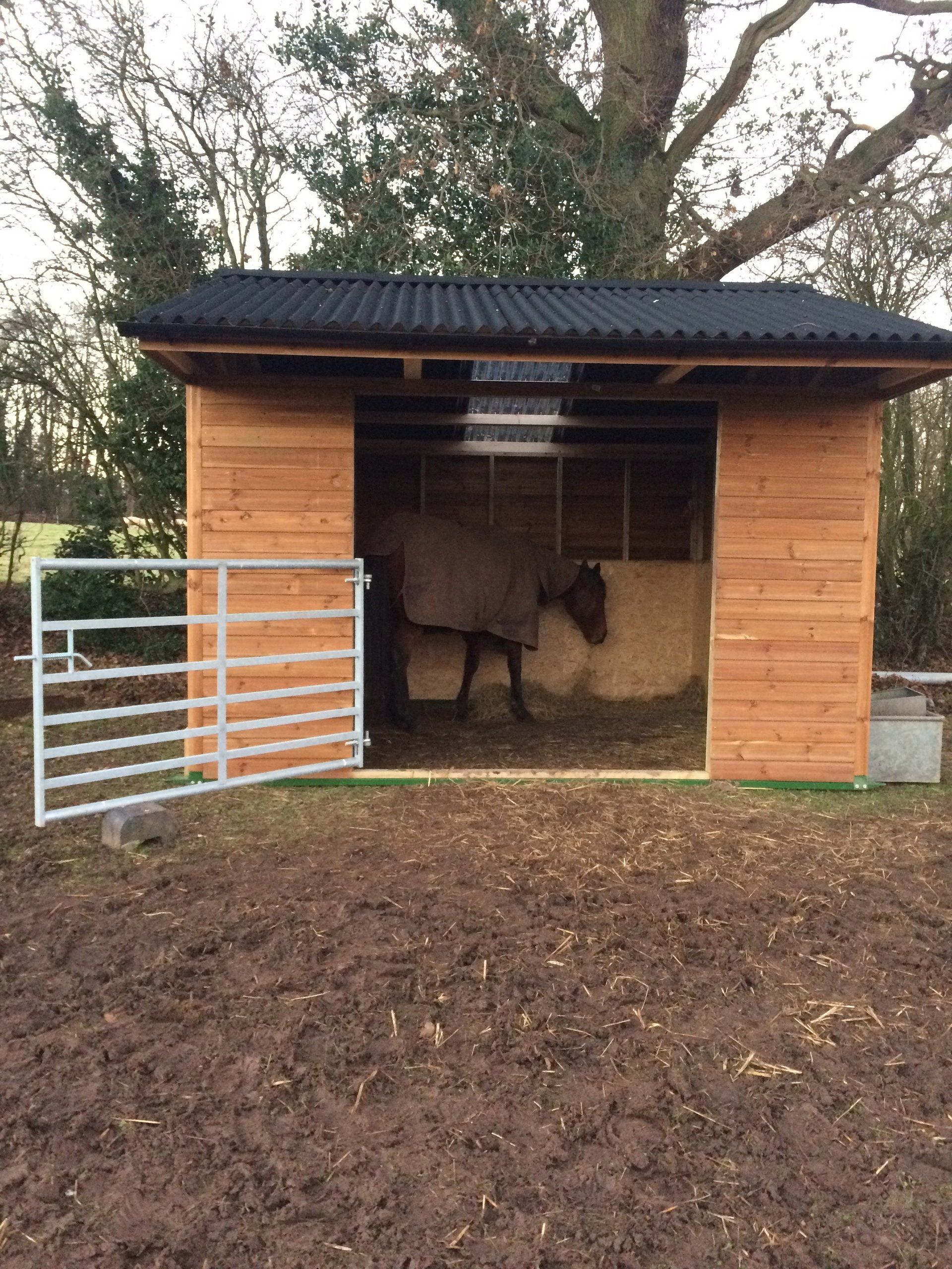 horse in a field shelter