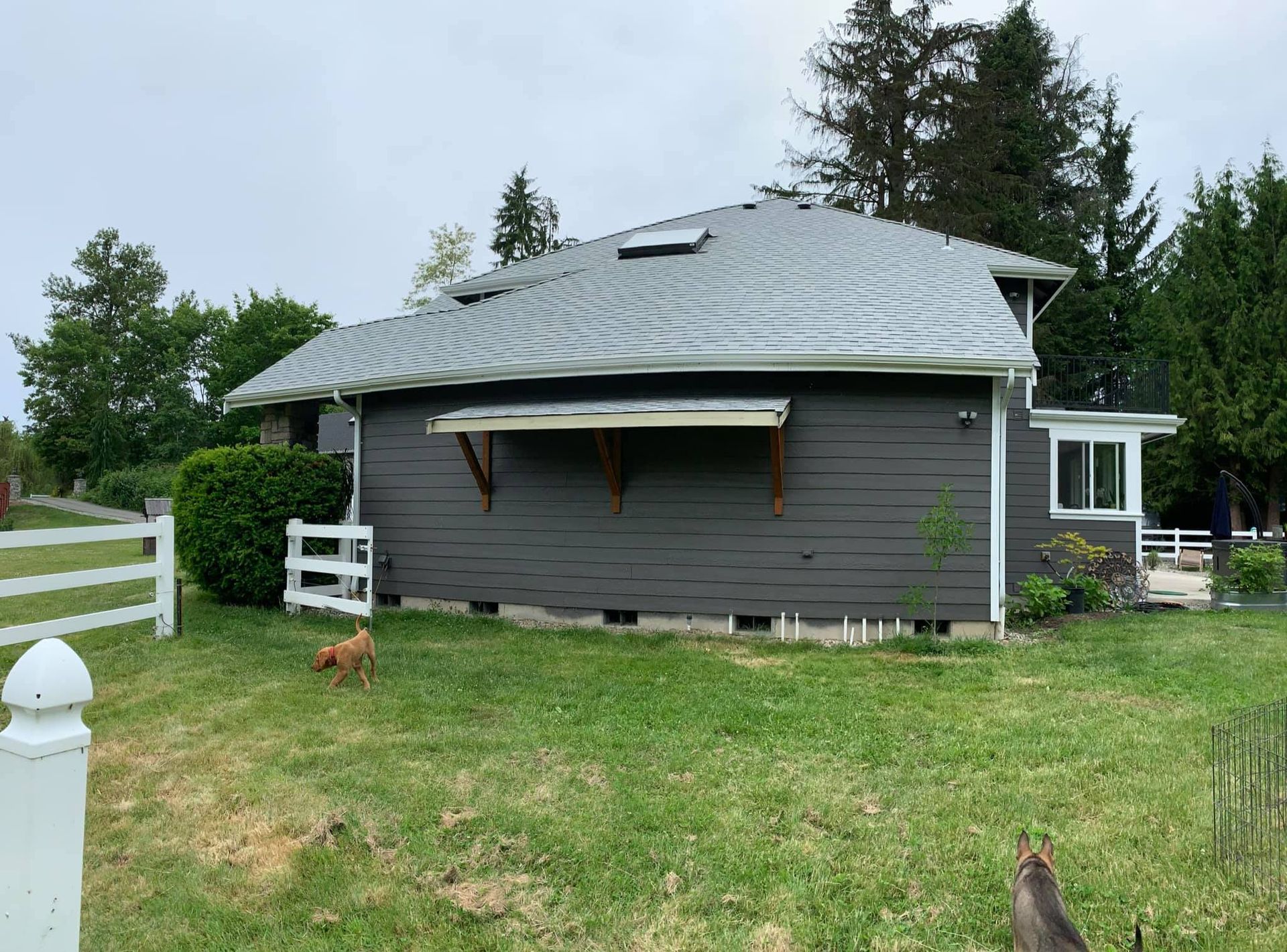 A dog is standing in front of a house in a grassy field.