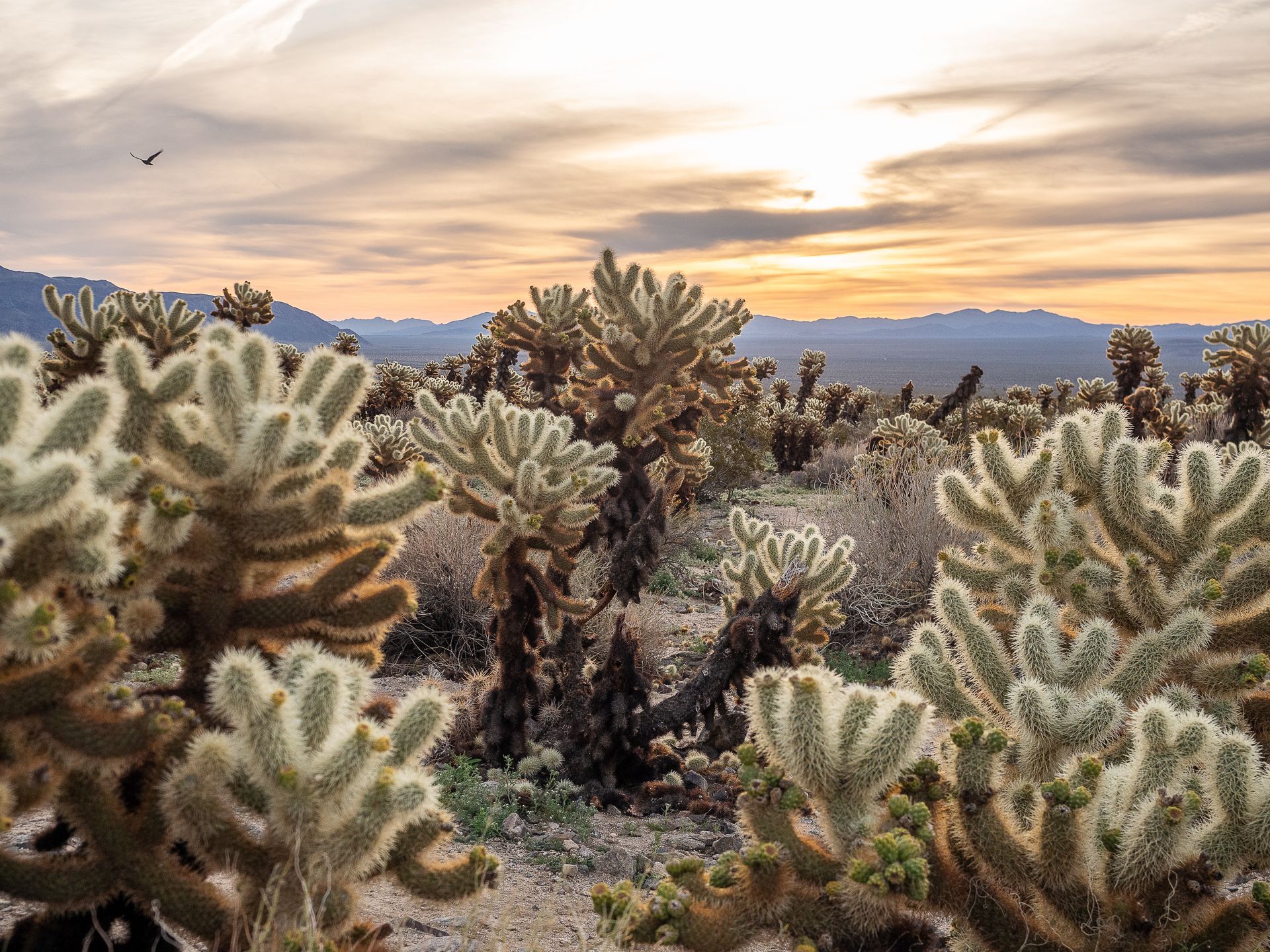 Desert landscape with sunset, featuring many teddy bear cholla cacti.
