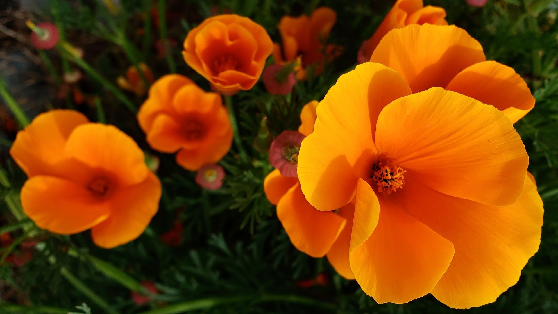 Bright orange California poppies in full bloom against dark green foliage.