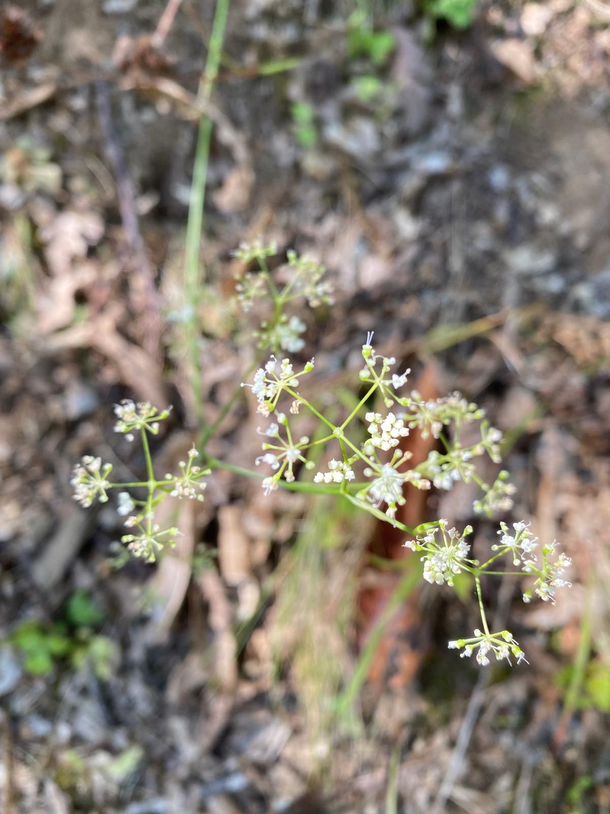 Primo piano di una pianta con piccoli fiori bianchi che crescono dal terreno.