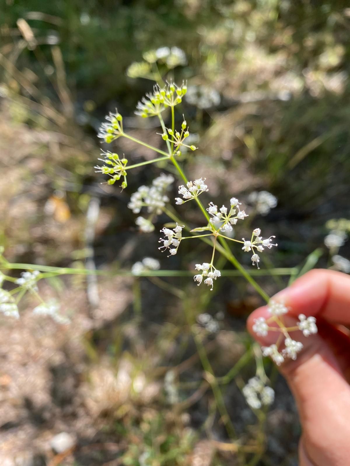 Una persona tiene in mano un piccolo fiore bianco.