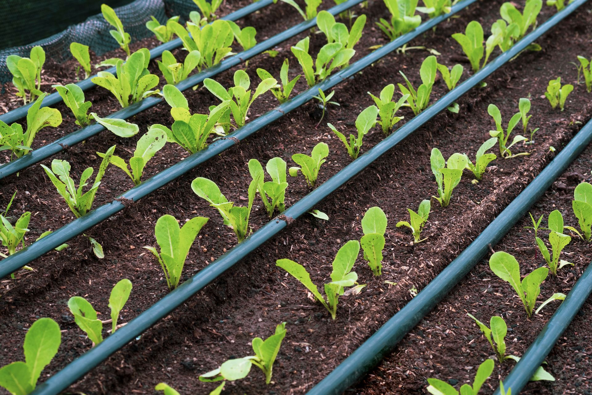 Drip irrigation installations for commercial use