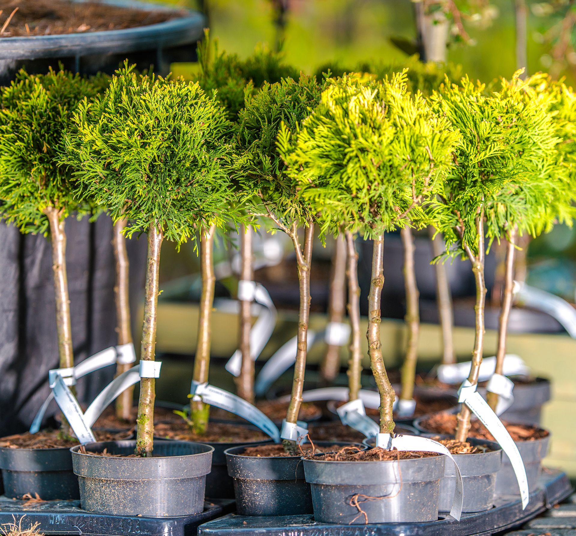 Commercial tree planting services Whitby
