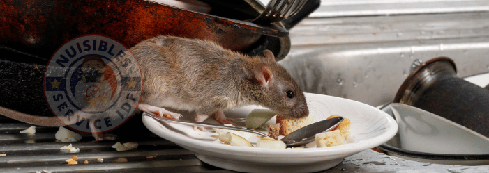 repas d un rat