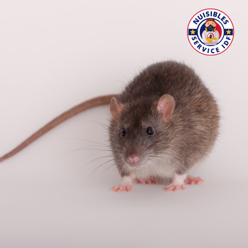 Rat brun - Rattus norvegicus