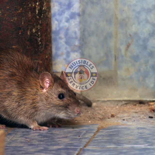 Comment protéger votre maison contre les rats ?