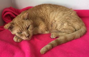 Image: Clinic Cat photo