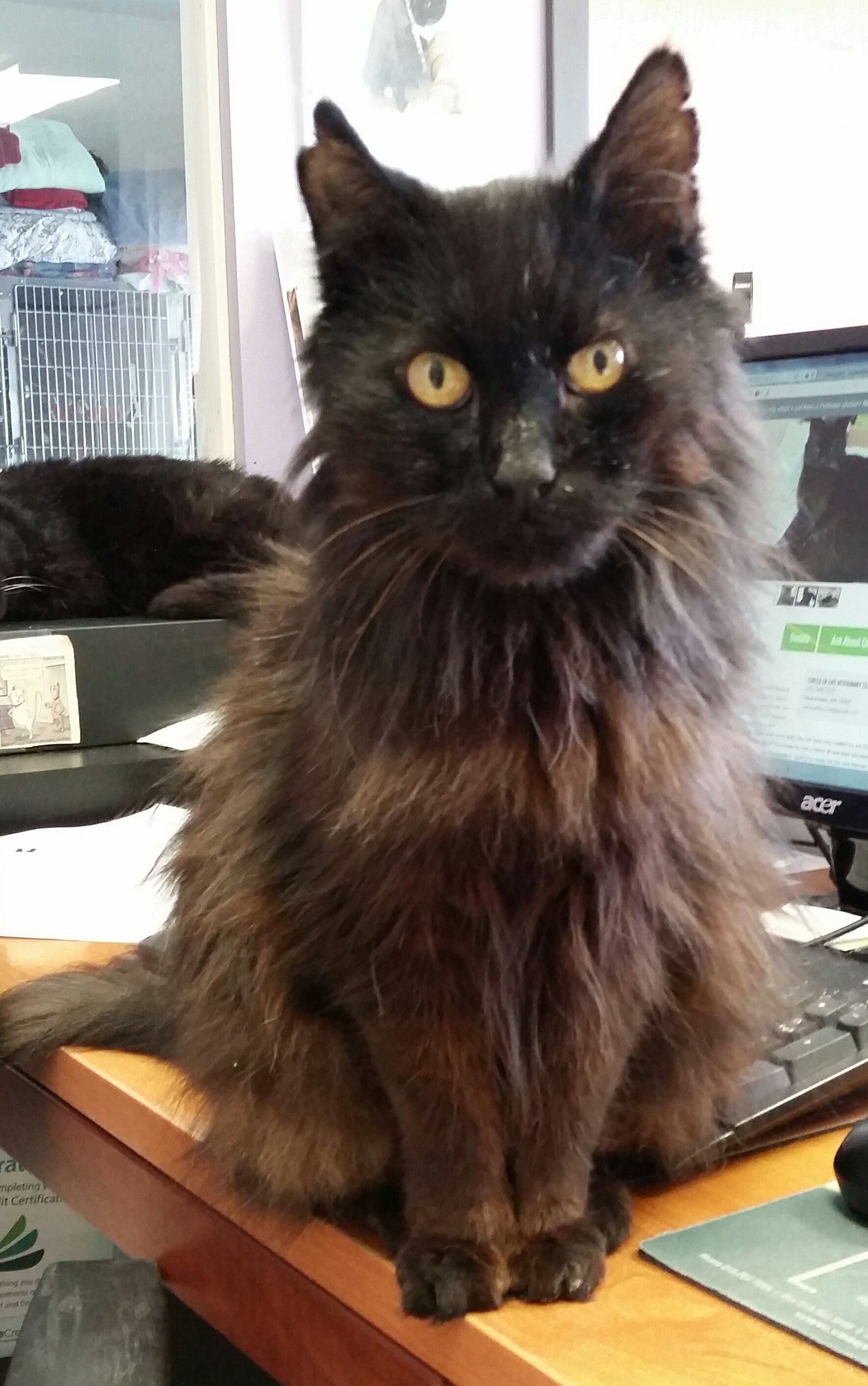 Black cat sitting upright