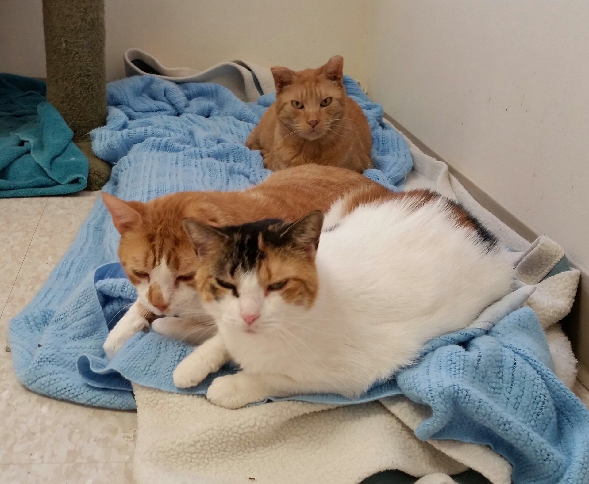 Three cats hanging out