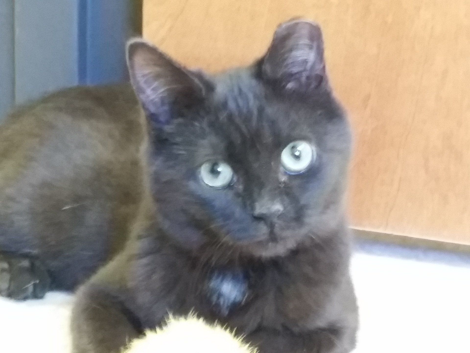 Black kitten relaxing