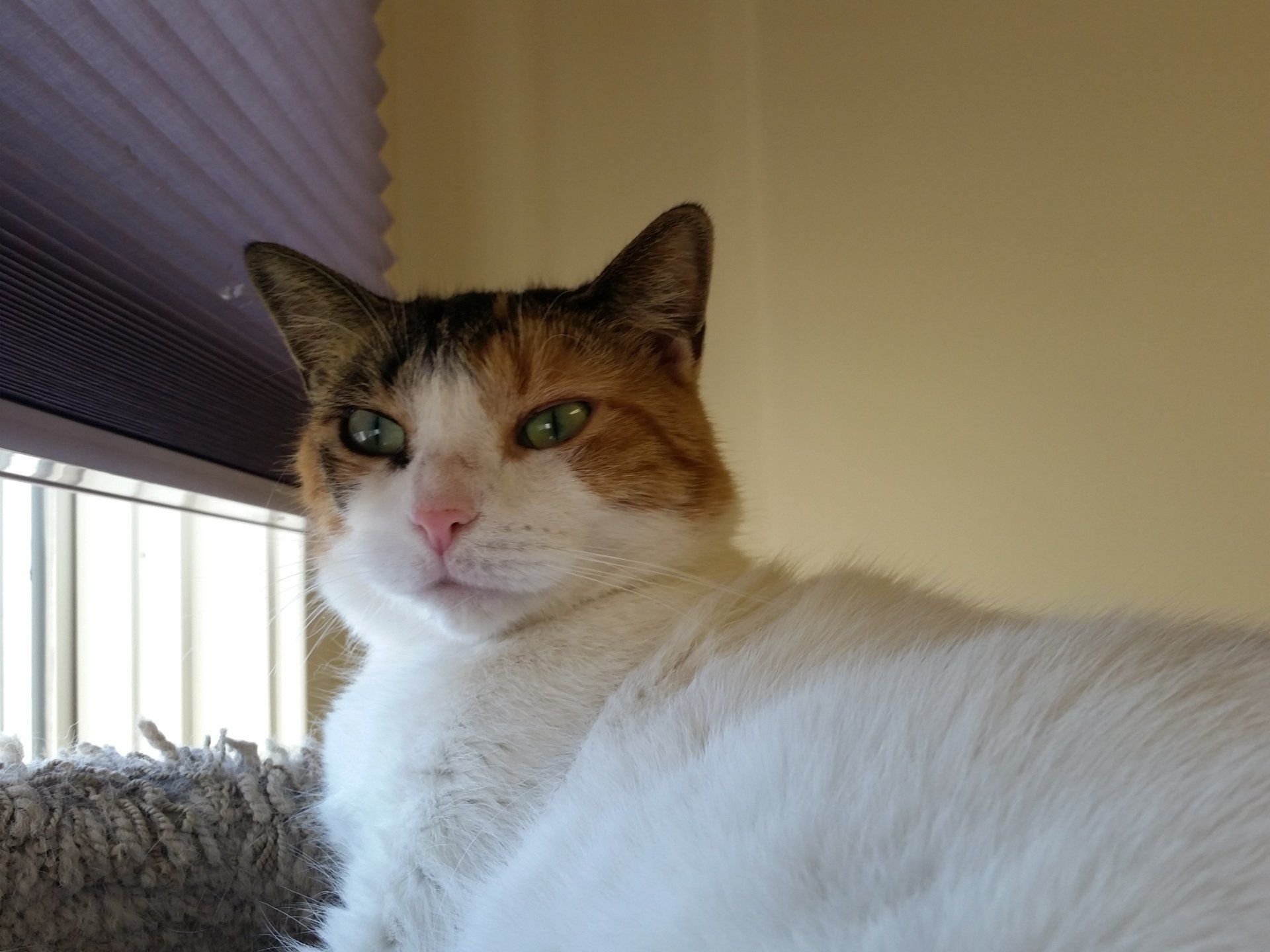 Cat perched by window