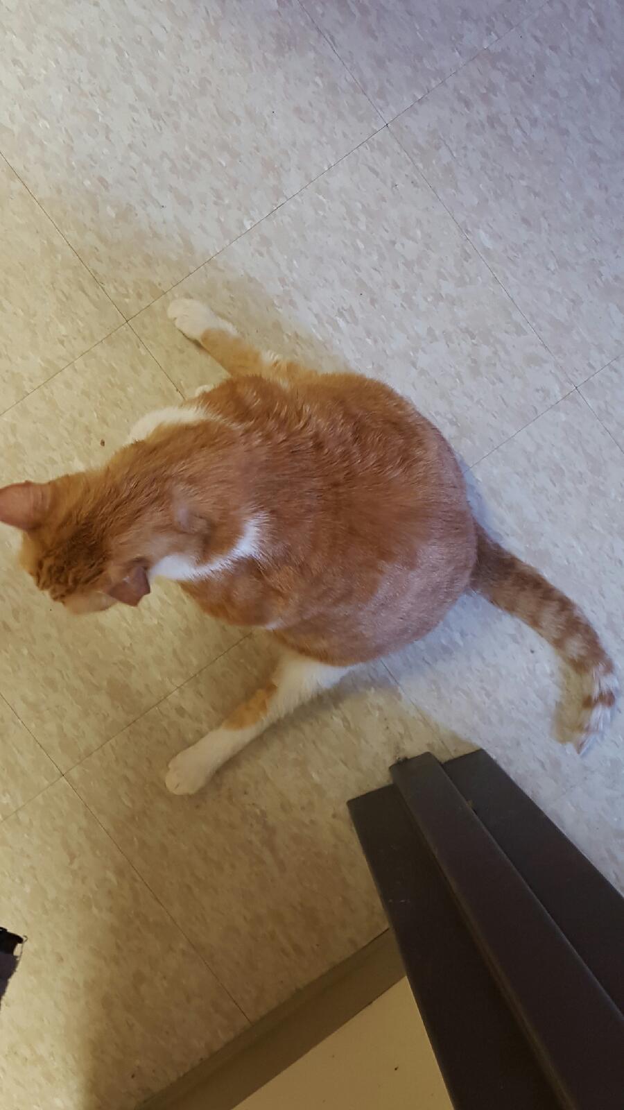 Cat sitting on floor with open legs