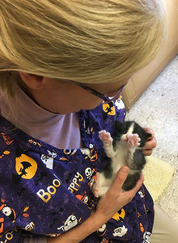 Dr Holland and new kitten