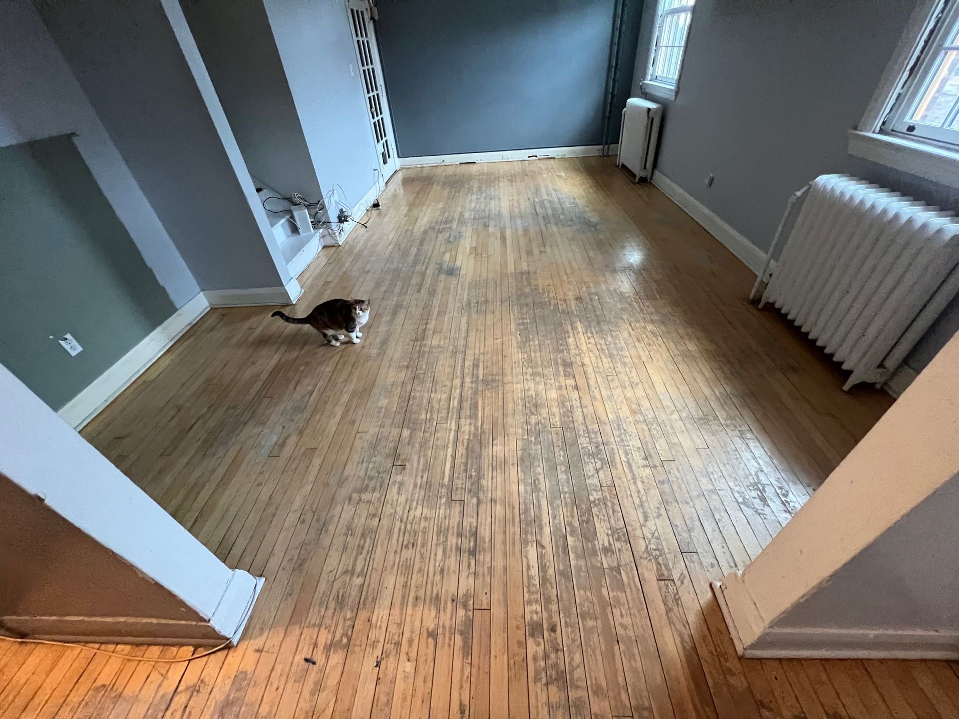 A cat is walking on a wooden floor in an empty room.