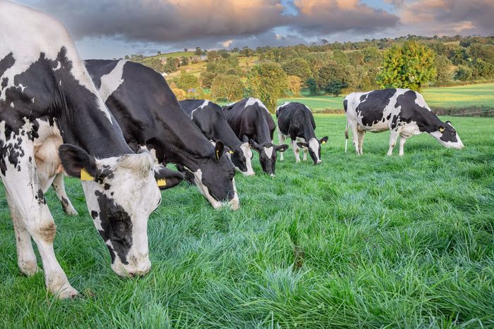 Grazing Cows — Harrisonburg, VA — C & C Farm Supply