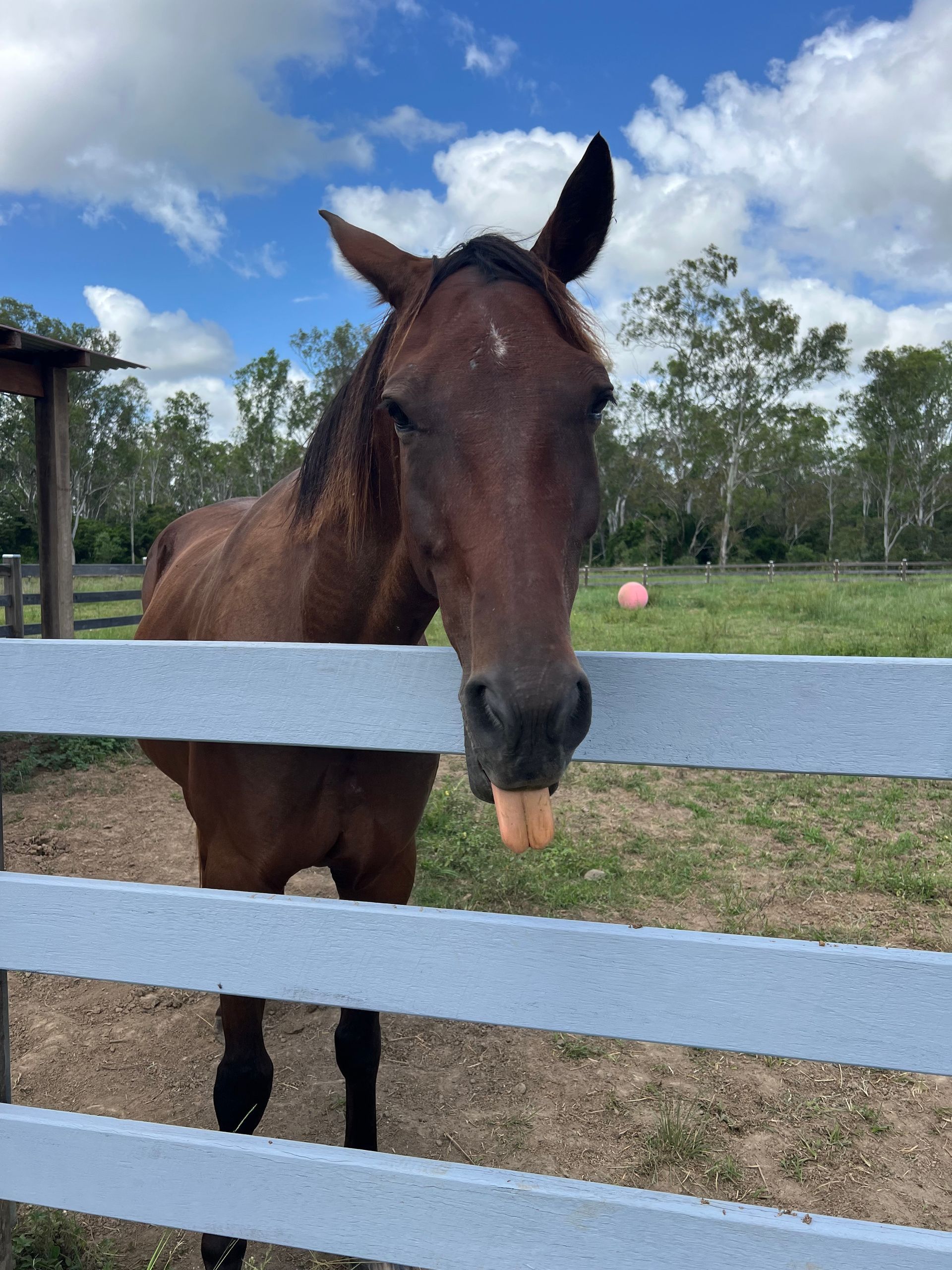 Brown horse with tongue out, leaning over a light blue fence in a grassy field on a sunny day. — Gin Gin Domestic Water Supplies in South Kolan, QLD