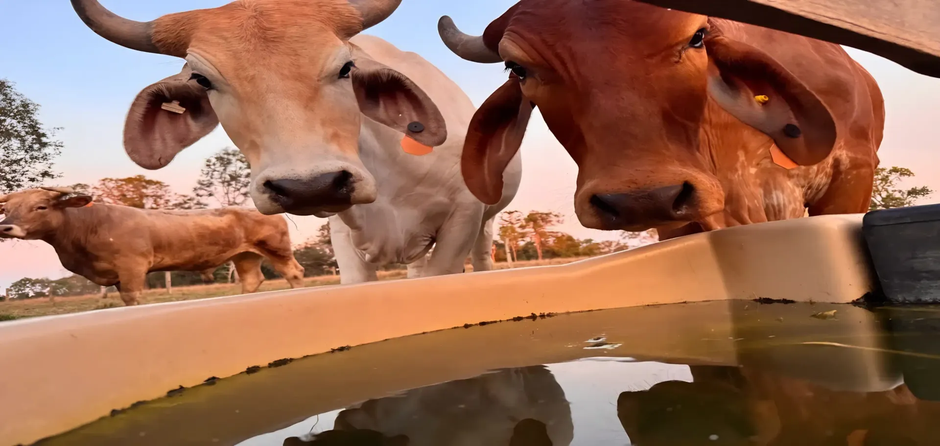 Green Field with A Water Trough — Gin Gin Domestic Water Supplies in South Kolan, QLD
