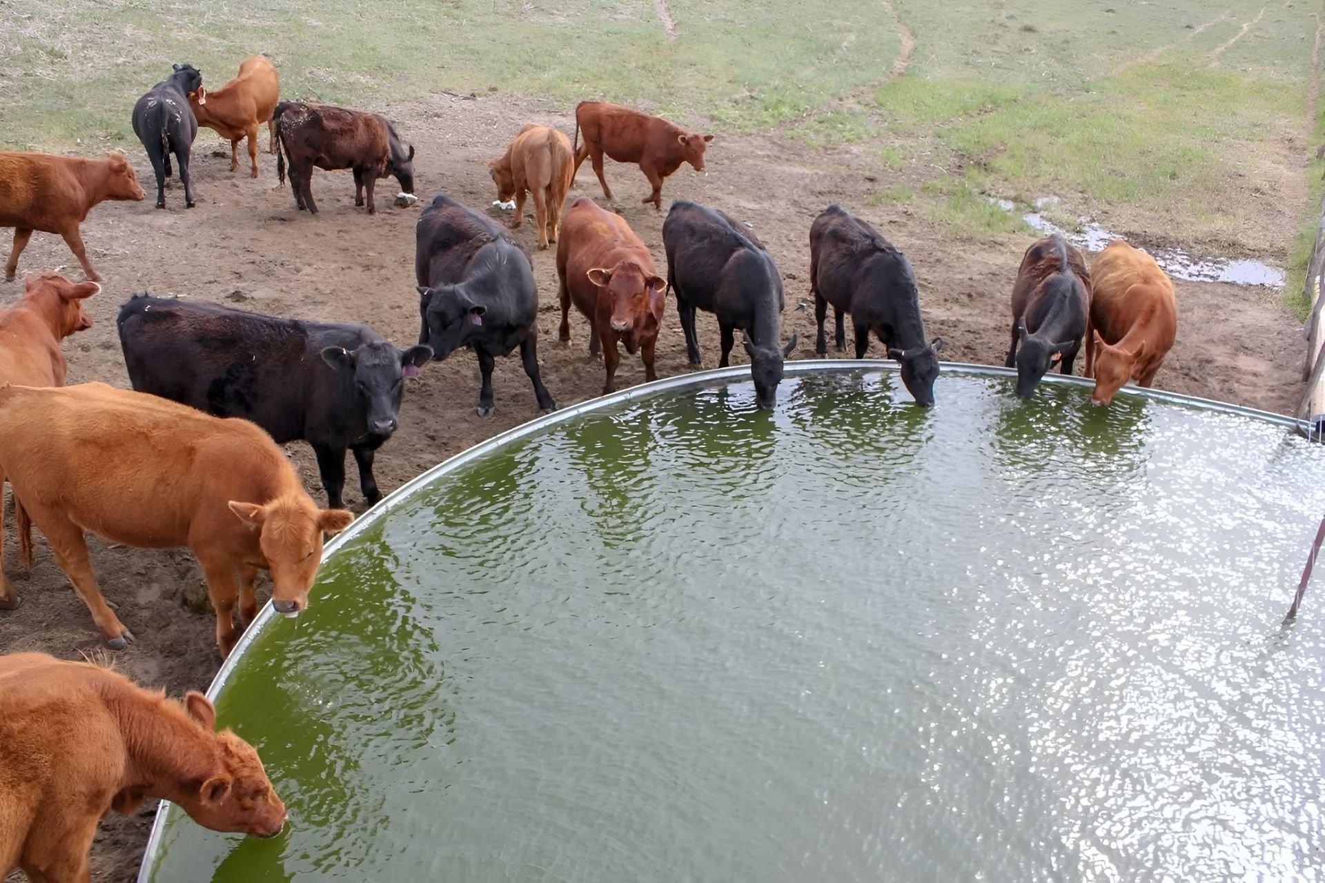 Cattle Drinking From a Large, Circular Water Trough — Gin Gin Domestic Water Supplies in Wallaville, QLD