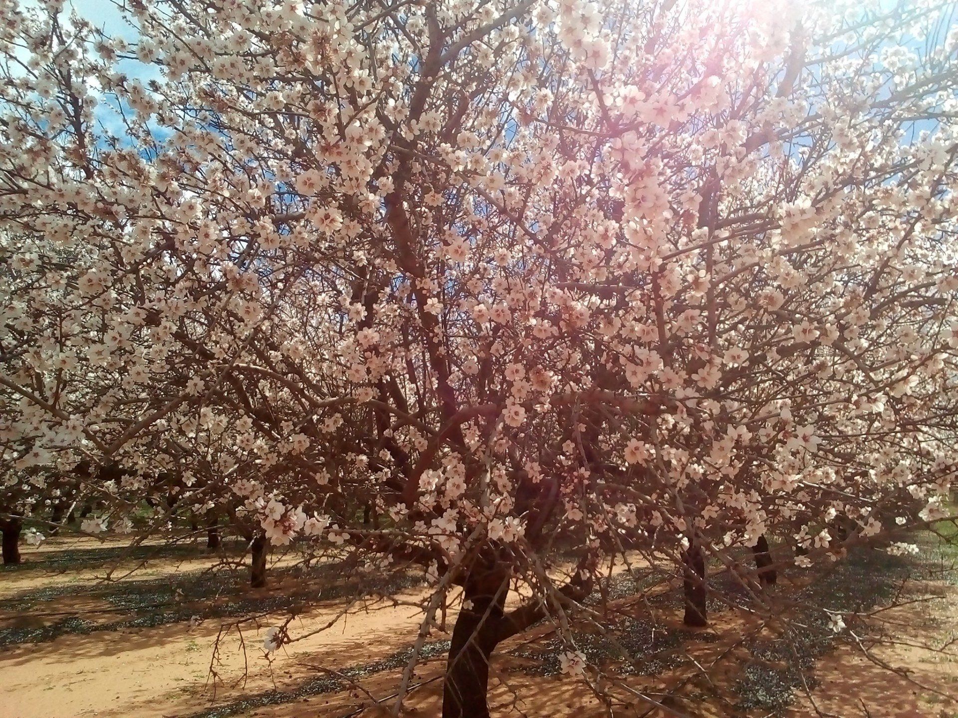 wood framed herb beds in the monastery garden castle