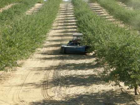 a tractor spraying in lush green wheat fields