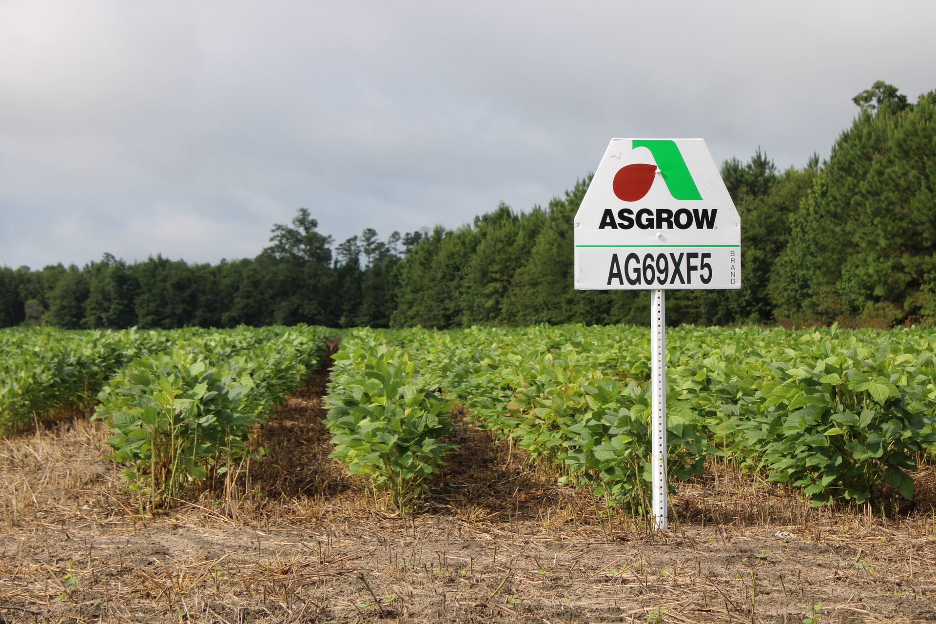 Soybean field with Asgrow AG69XF5 variety sign, demonstrating crop variety used by Tennie Agriculture Group partner farms.
