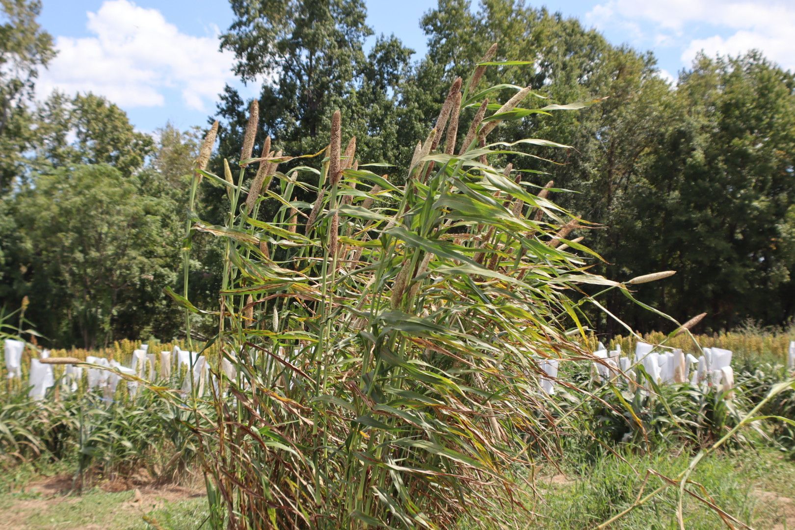 Soybean field with Asgrow AG69XF5 variety sign, demonstrating crop variety used by Tennie Agriculture Group partner farms.