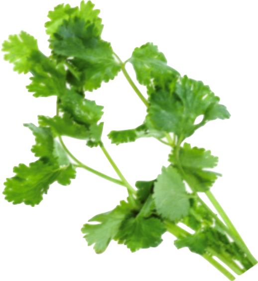 Cilantro