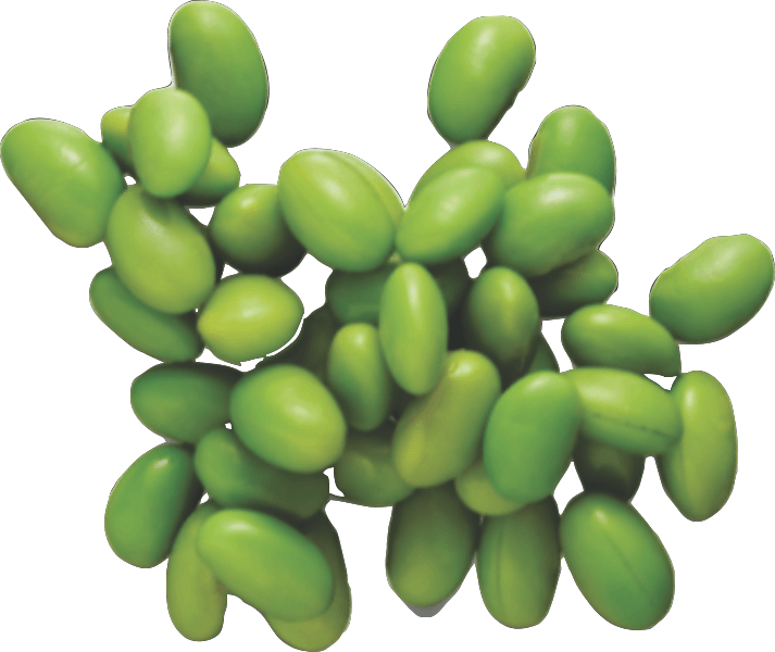 Edamame