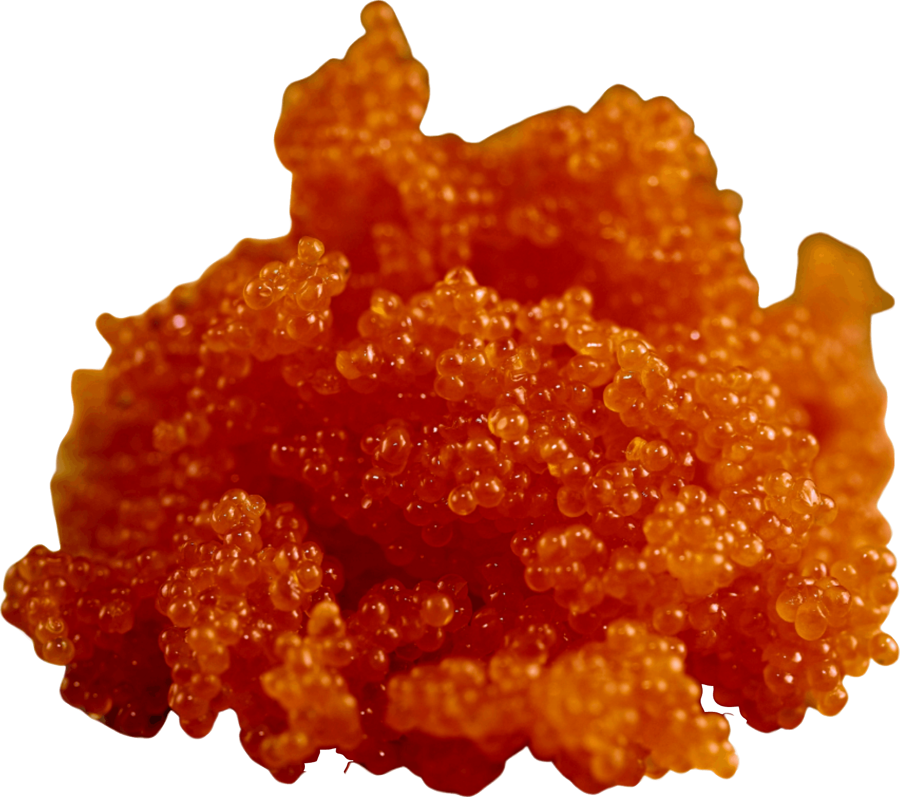 Masago