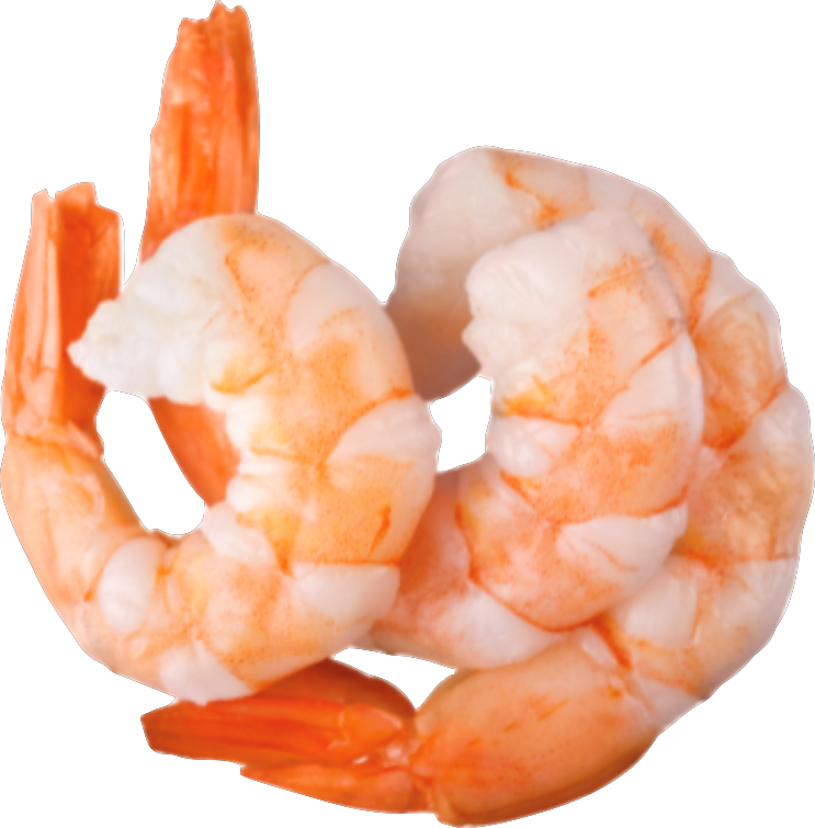 Shrimp