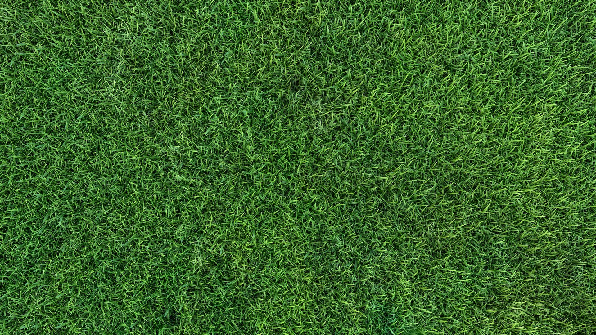 Healthy green lawn showing results of yard fertilization.