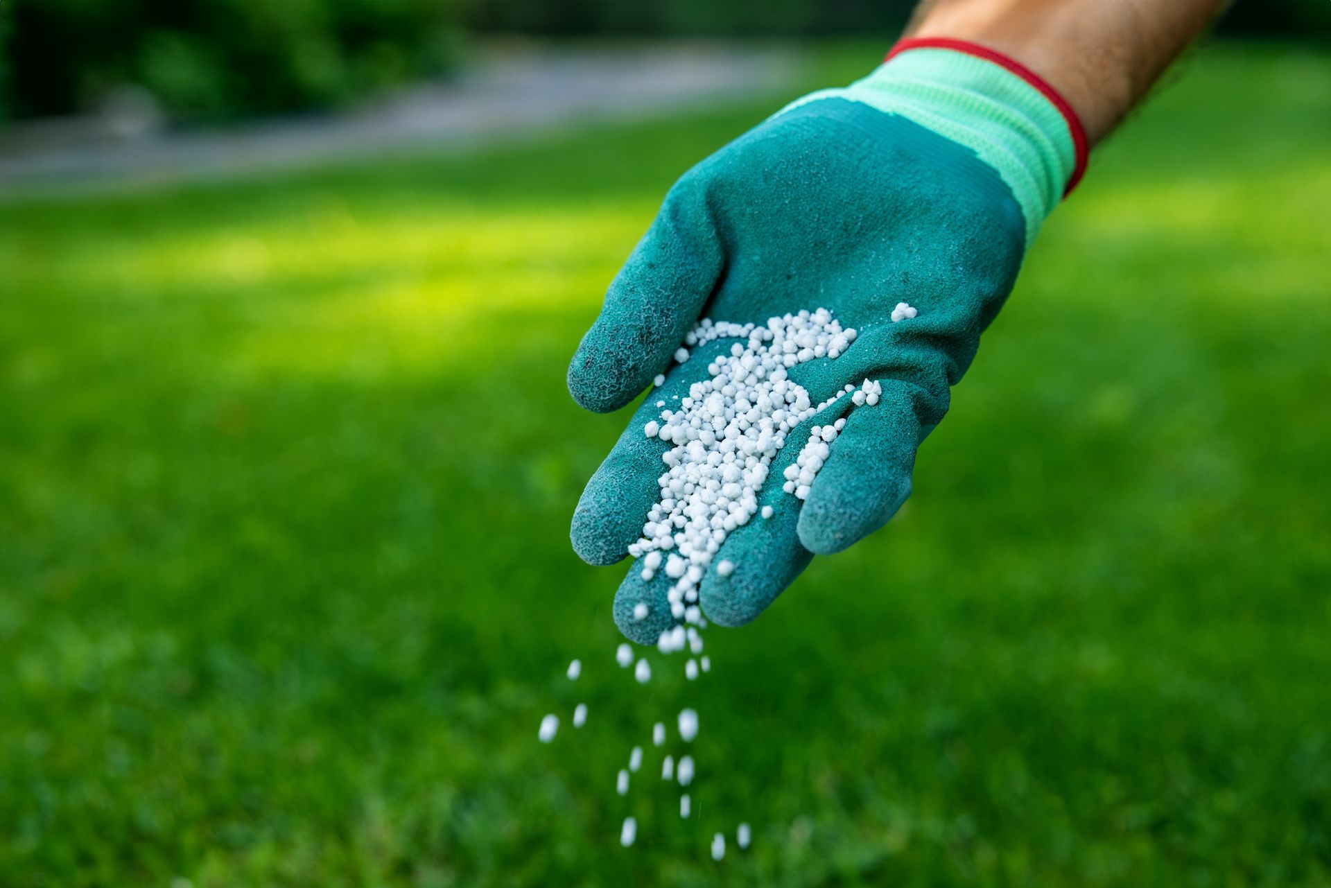 Feeding lawn, scattering granular fertilizer for perfect green grass.