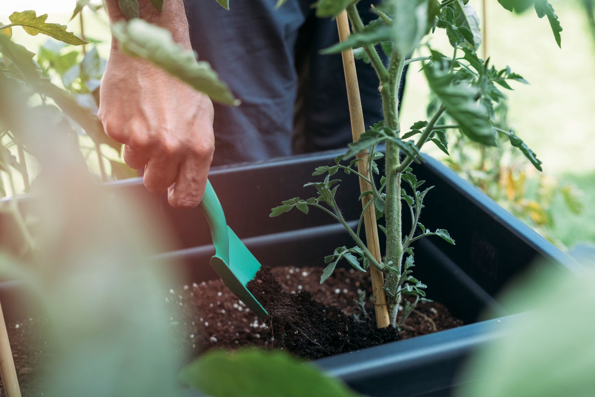 Close up of male hand adding fertilizer to tomato plant.