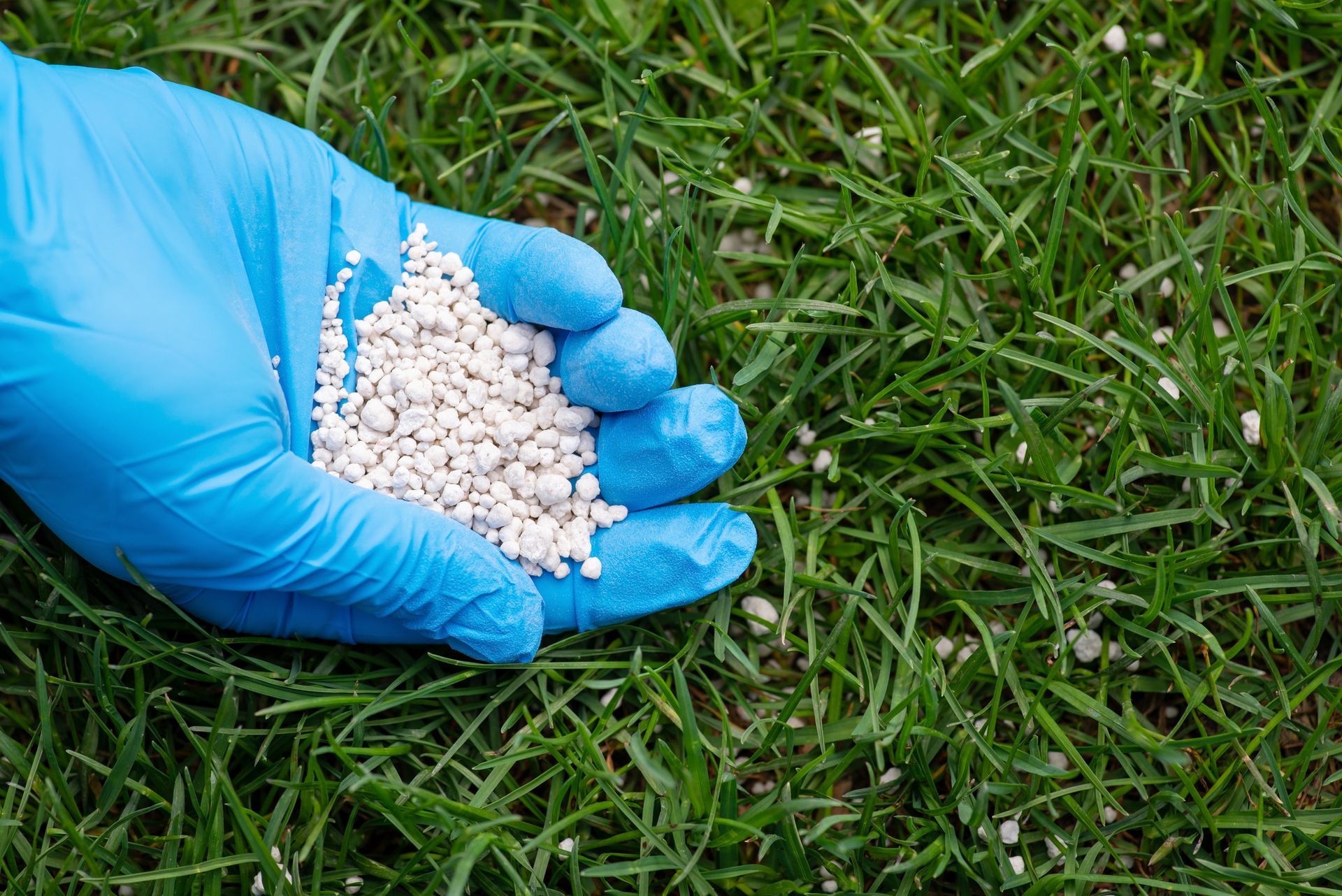 Gloved hand holding white fertilizer pellets over green grass.
