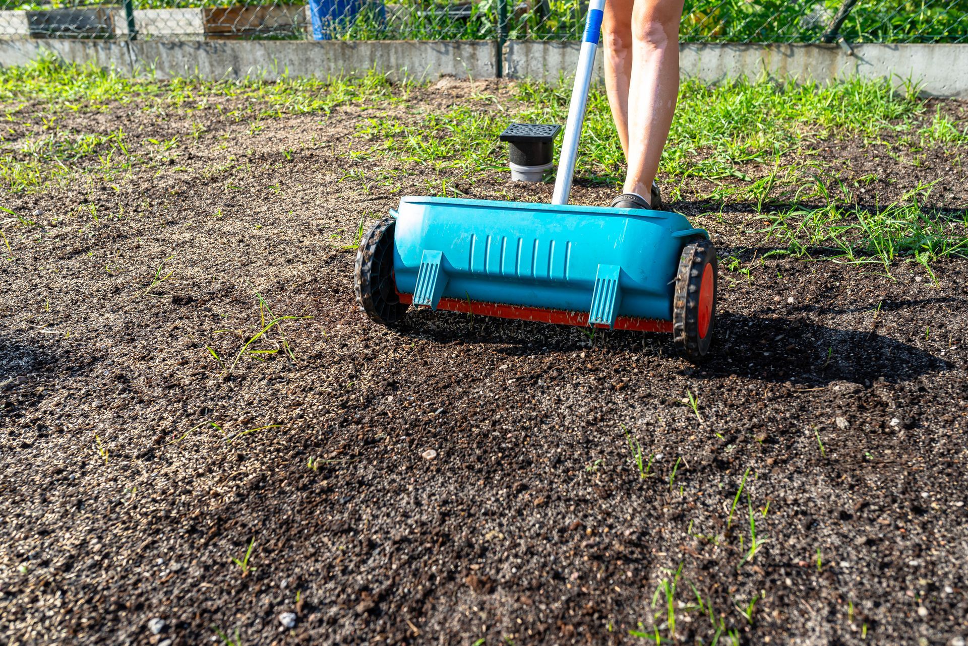 Manual spreader applied for lawn fertilization and soil treatment in early growth stage. Manual spreader applied for lawn fertilization and soil treatment in early growth stage.