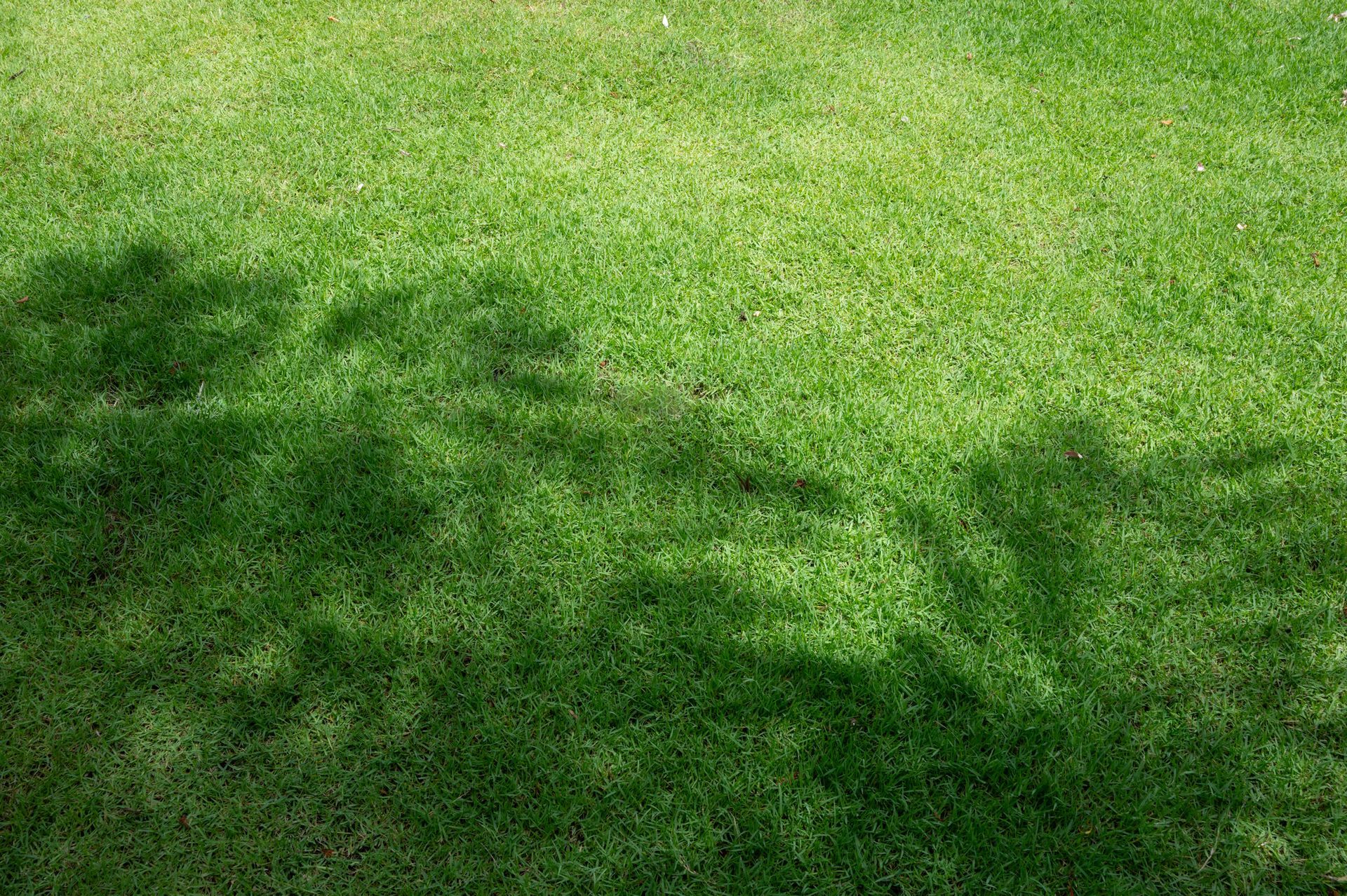 Green grass field with shadows and Getty Images watermark.