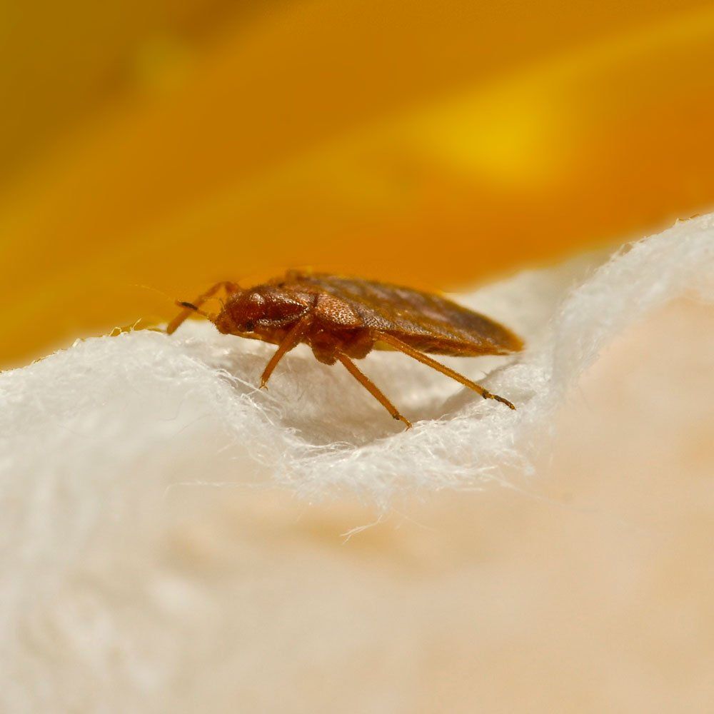 Bed bug, brown, on white fluffy material with yellow background.