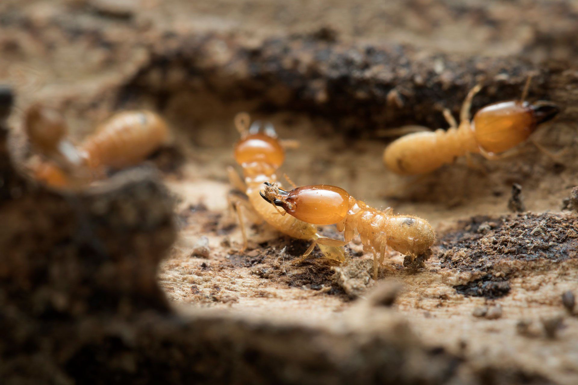 A home space needing termite control in College Station, TX
