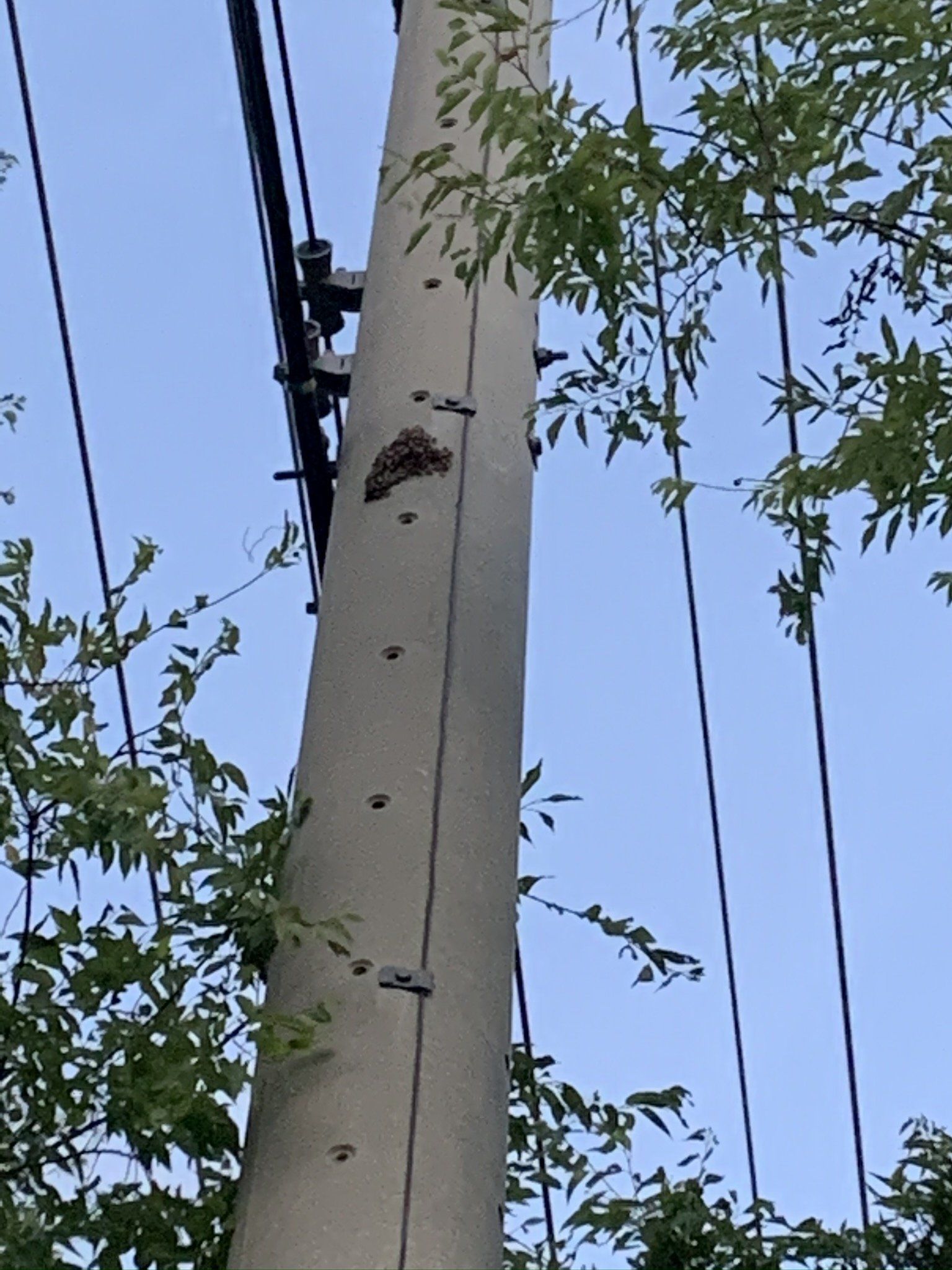 Gray utility pole with wires, a wasp nest, and green foliage against a blue sky.