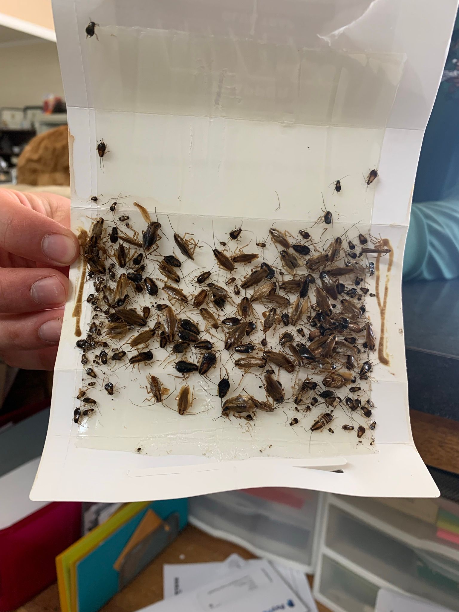 Sticky trap covered in dead insects. Held by a person.