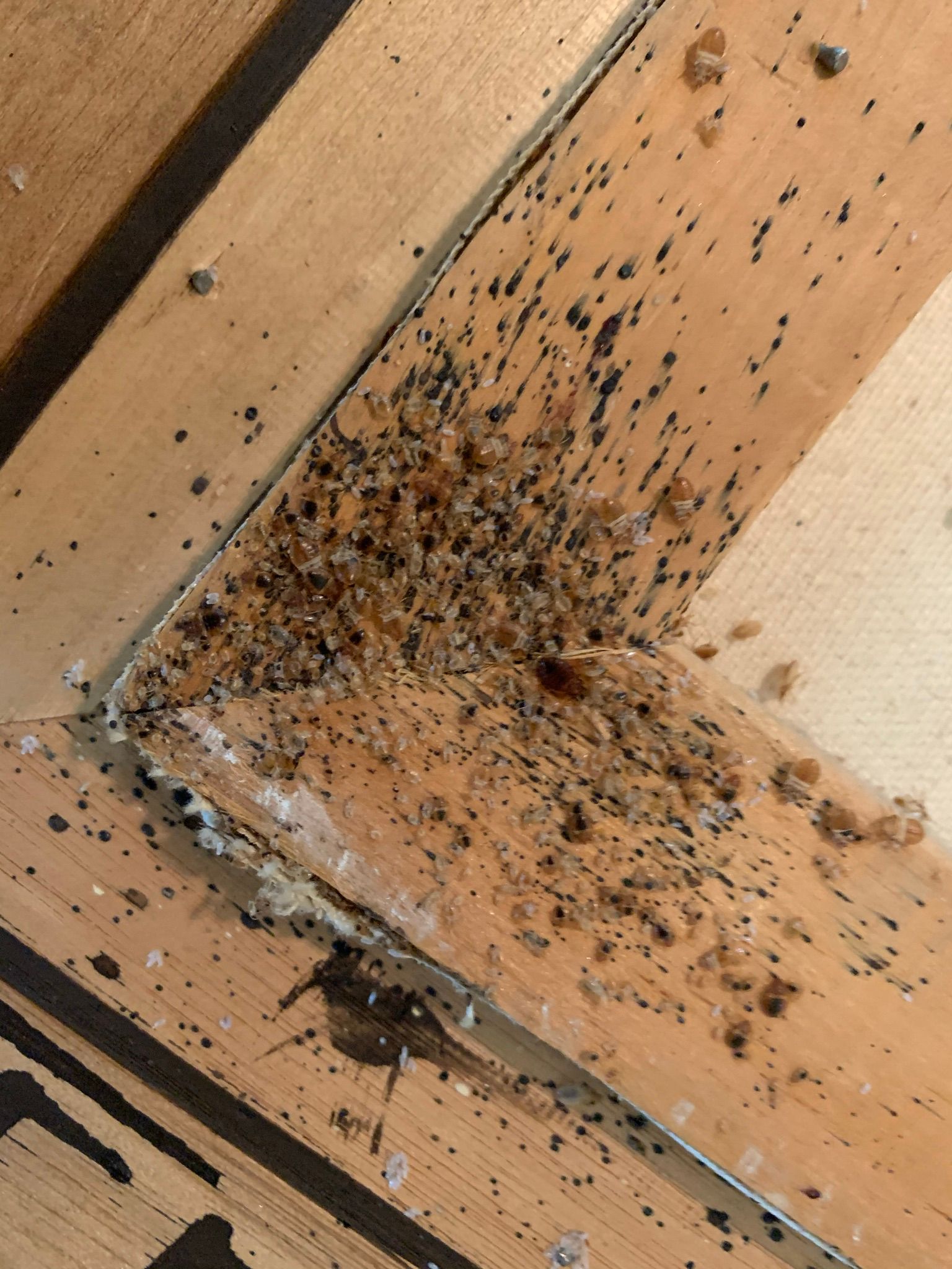 Debris and dark spots clustered on wooden planks, possibly indicating insect infestation.
