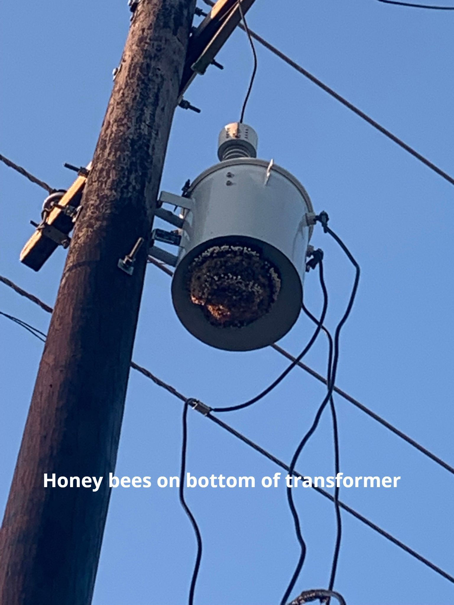 Honey bees clustered on the bottom of a grey electrical transformer attached to a utility pole against a blue sky.