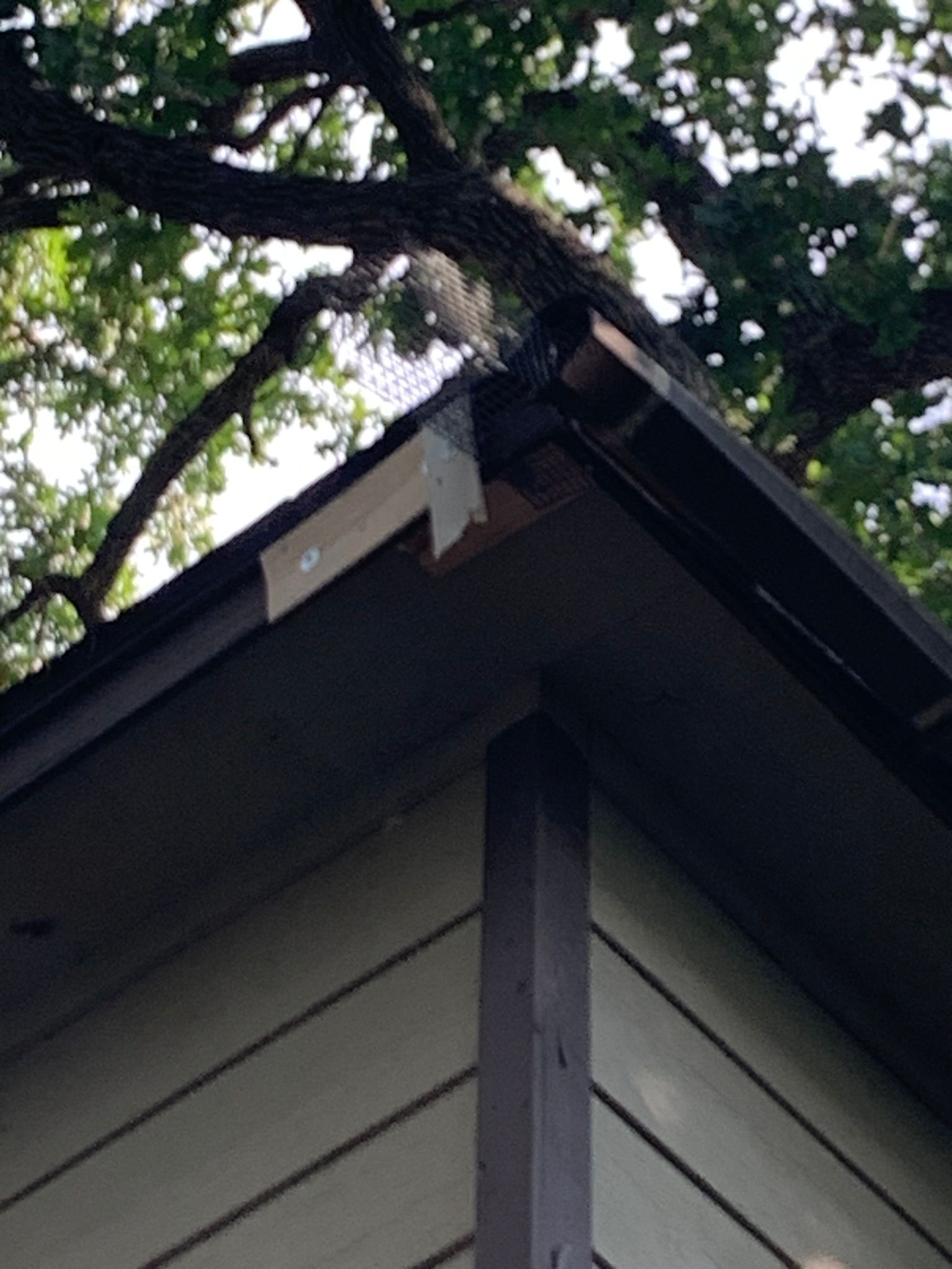 Squirrel exit tunnel placed on eave of house so squirrel can get out of attic, but not get back inside. 
