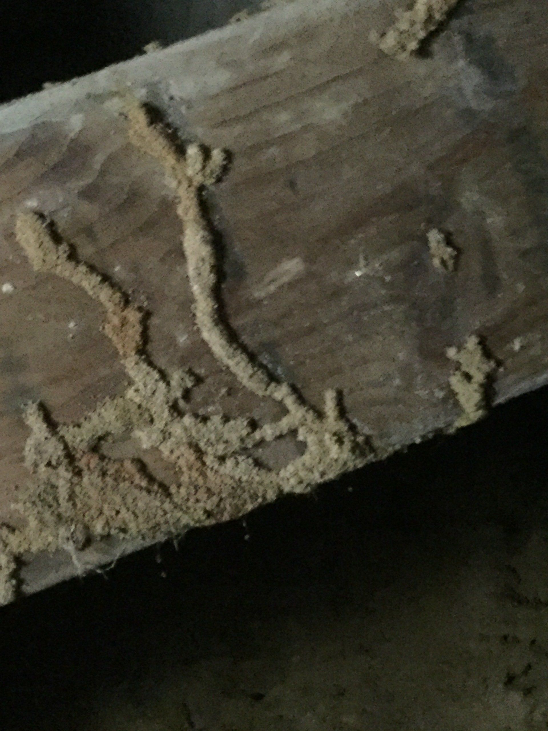 Tan termite mud tubes on a brown wooden beam.