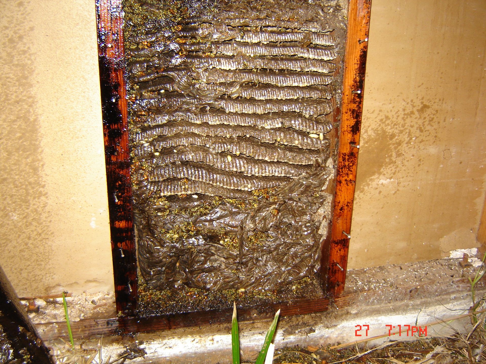 Honeycomb structure in a wooden frame, covered in liquid.