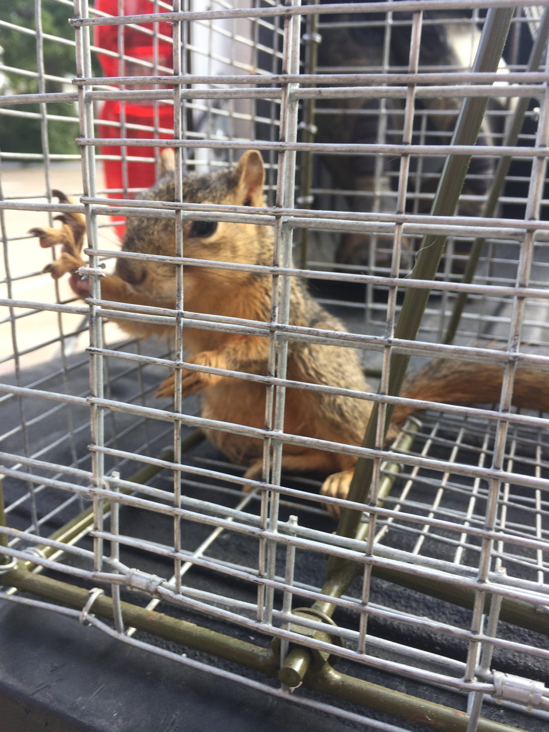 Squirrel trapped inside a metal cage. Brown fur, upright posture, near a red vehicle.