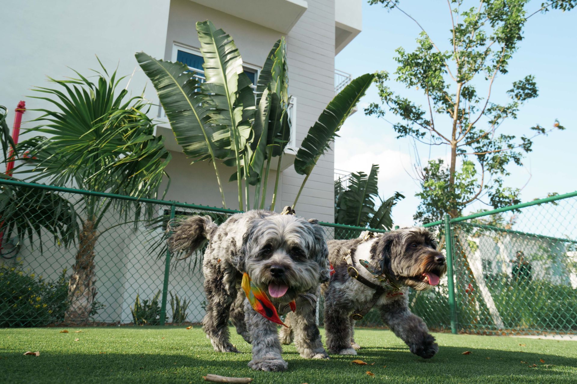 Two young boys are playing with a dog in a park.
