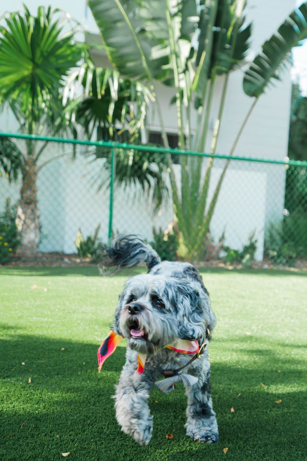 A small dog is standing on a lush green field with a toy in its mouth.